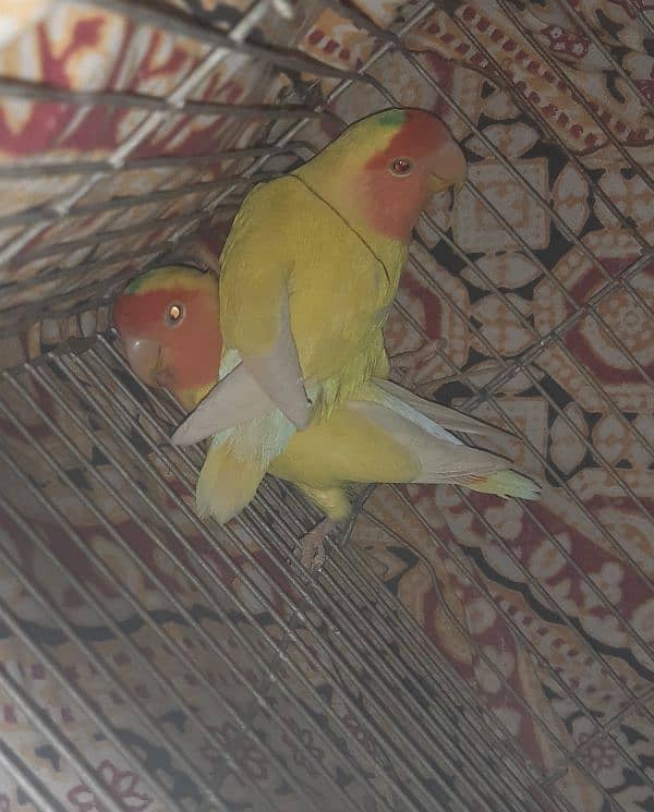 Love Bird Pair 0