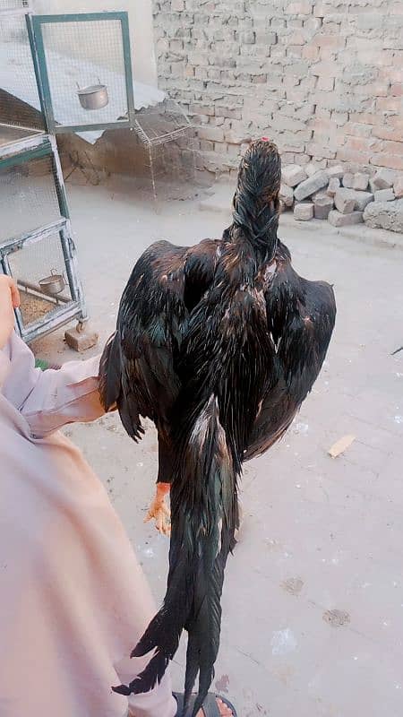 lasani aseel murga long height for sale 4