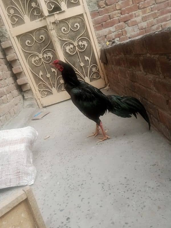 lasani aseel murga long height for sale 5