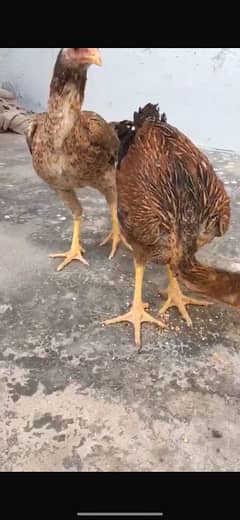 Top quality Aseel phatti females for sale