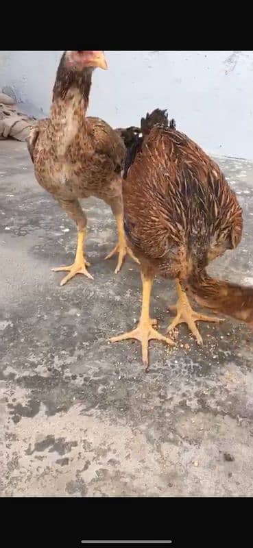 Top quality Aseel phatti females for sale 0