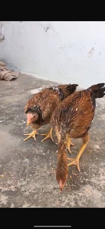 Top quality Aseel phatti females for sale 1