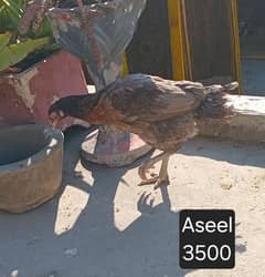 Aseel Hens for Sale