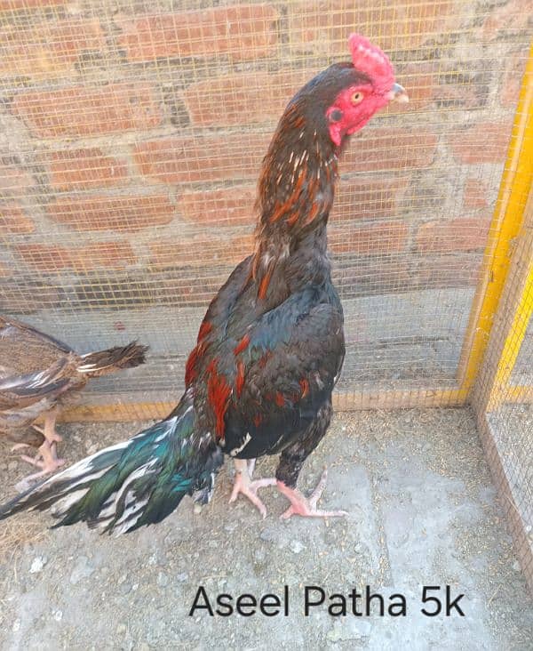 Aseel Hens for Sale 1