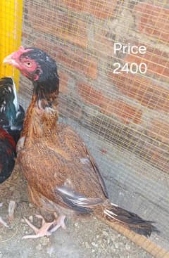 Aseel Hens for Sale