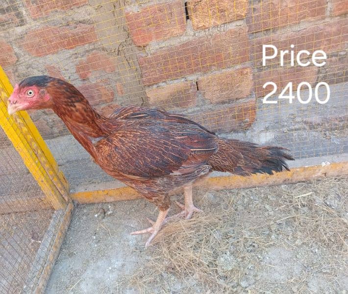 Aseel Hens for Sale 3