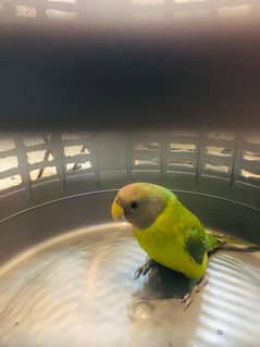 plum head parakeet parrot with cage