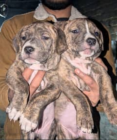 pitbull puppies for sale