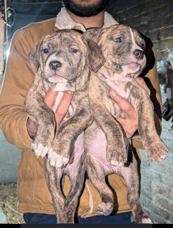 pitbull puppies for sale 1