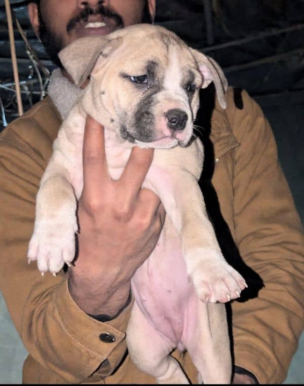 pitbull puppies for sale 2