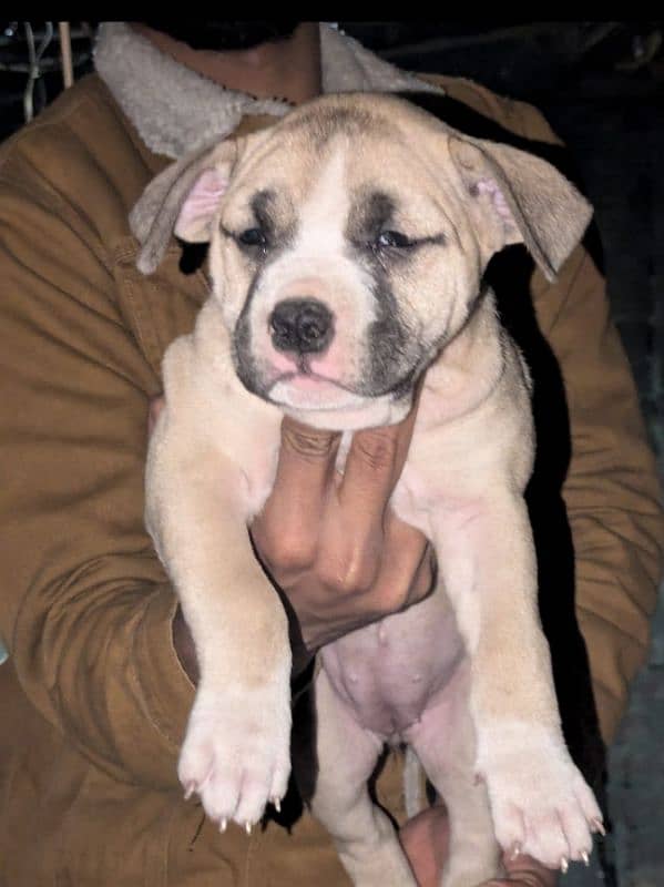 pitbull puppies for sale 3