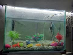 Fish Aquarium Tank