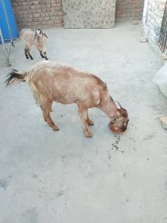 Goat with two male kids & Bakra for sale