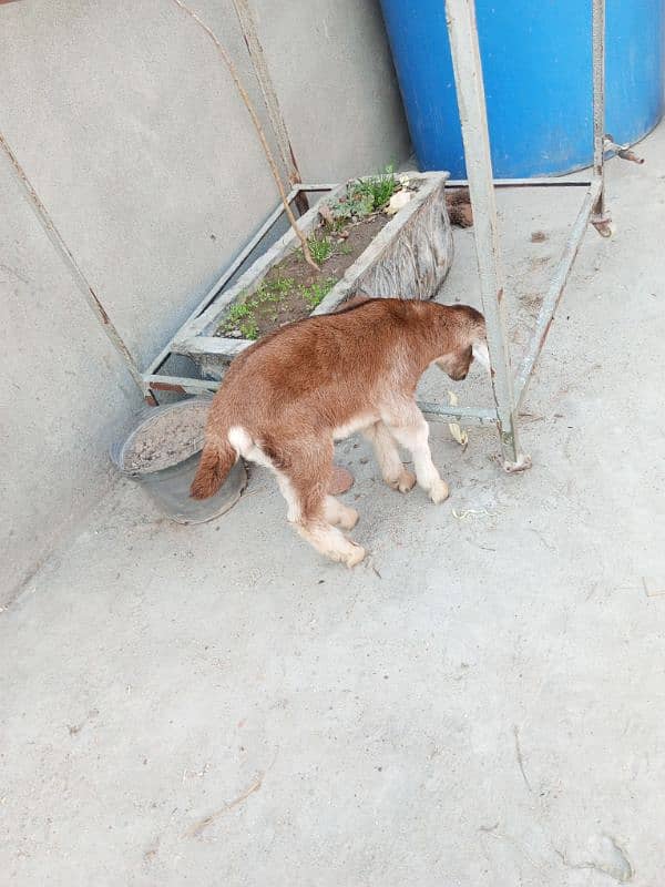 Goat with two male kids & Bakra for sale 1