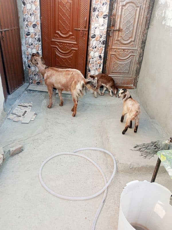 Goat with two male kids & Bakra for sale 2