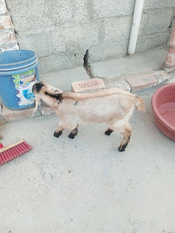 Goat with two male kids & Bakra for sale 10