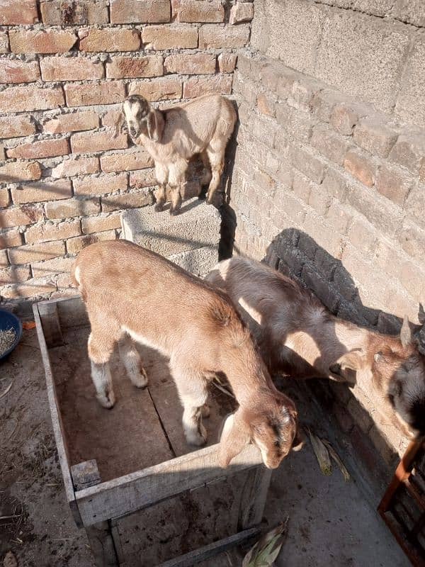 Goat with two male kids & Bakra for sale 11