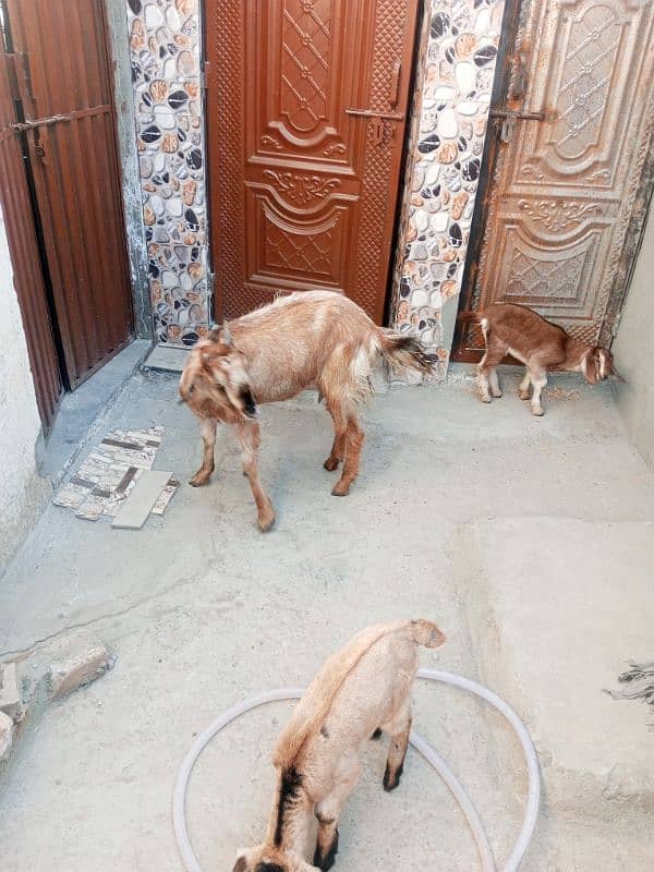 Goat with two male kids & Bakra for sale 12