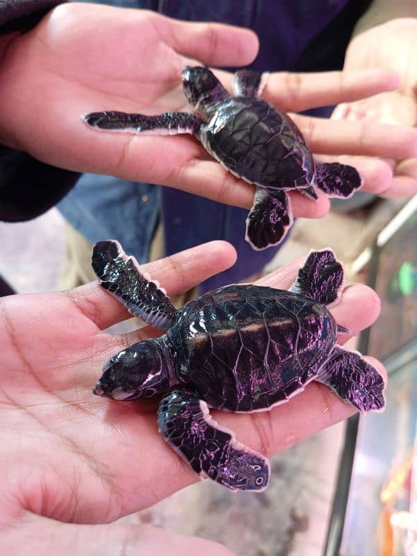 Rare Water Turtles 0