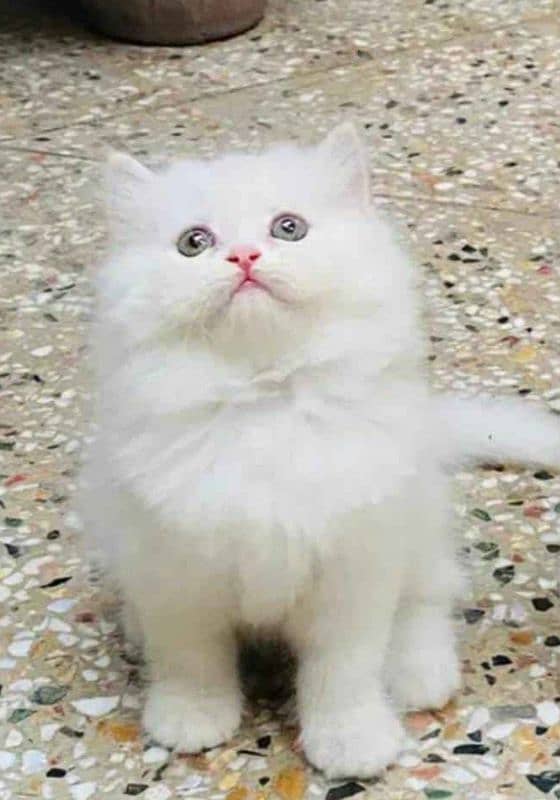 Persian cat 2 month age My WhatsApp number 03250669021 0