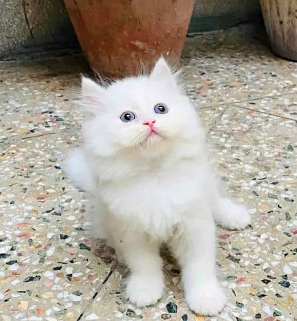 Persian cat 2 month age My WhatsApp number 03250669021 1