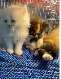 Persian Kittens on Sae 0