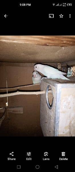 2 Albino Love Birds Pair For Sale 6