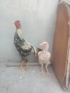 selling hen