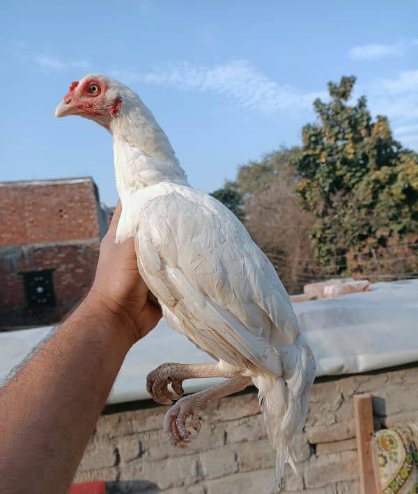 I want 2 sale my heera aseel breeder pair 11