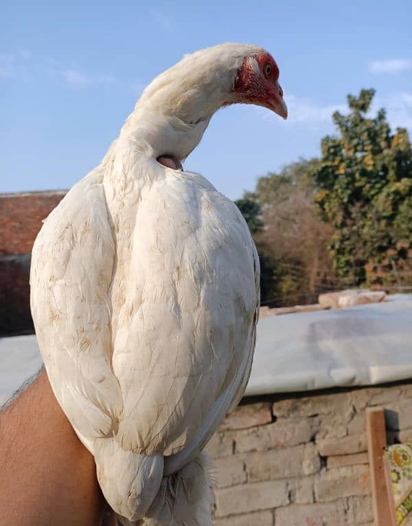 I want 2 sale my heera aseel breeder pair 12