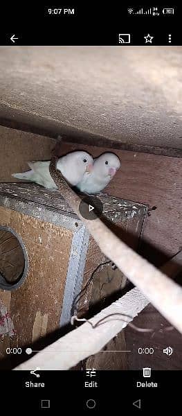 2 Albino love bird pairs for sale 2