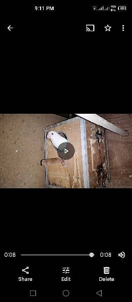 2 Albino love bird pairs for sale 3