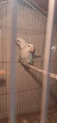 lovebirds breeder pairs for sale