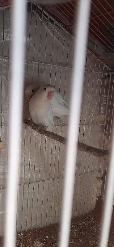 lovebirds breeder pairs for sale 1