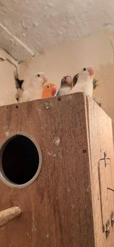 lovebirds breeder pairs for sale 2