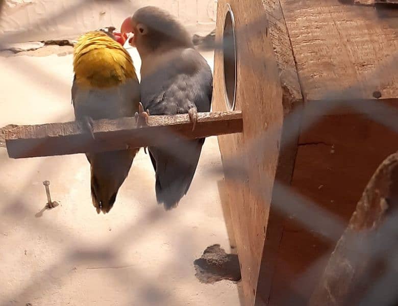 lovebirds breeder pairs for sale 4