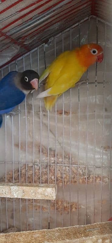 lovebirds breeder pairs for sale 6