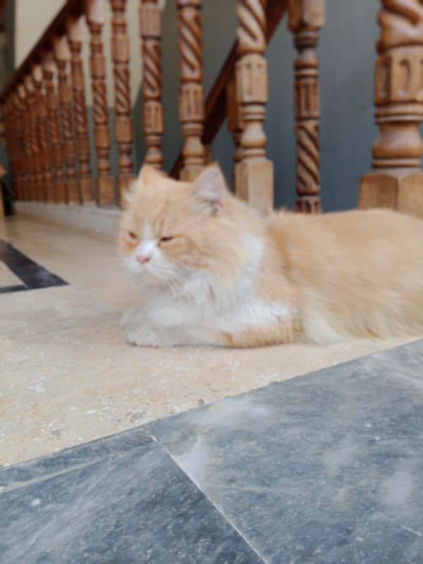 only 22999 triple coated Persian cat ,vaccinated cat 3