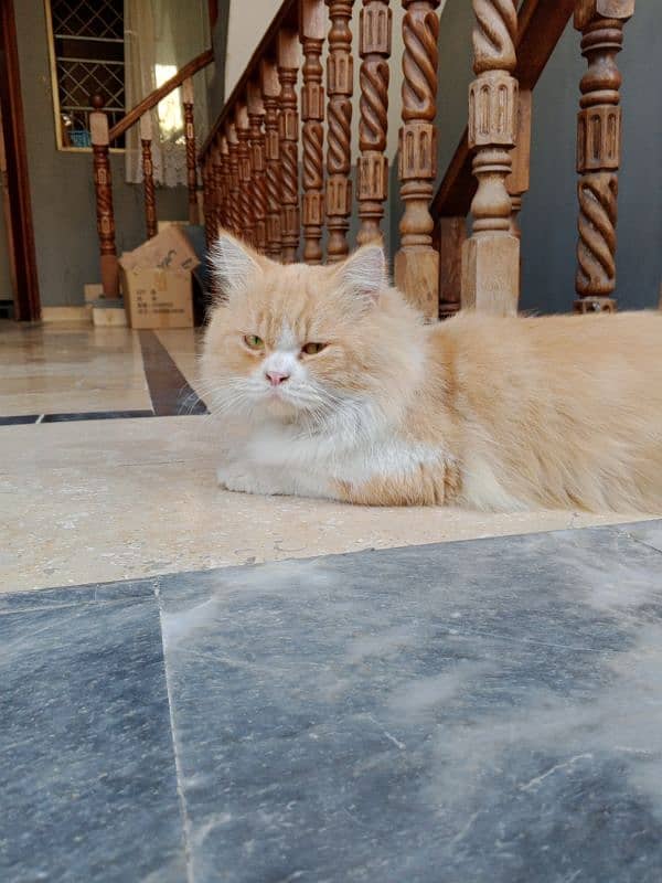 only 22999 triple coated Persian cat ,vaccinated cat 5