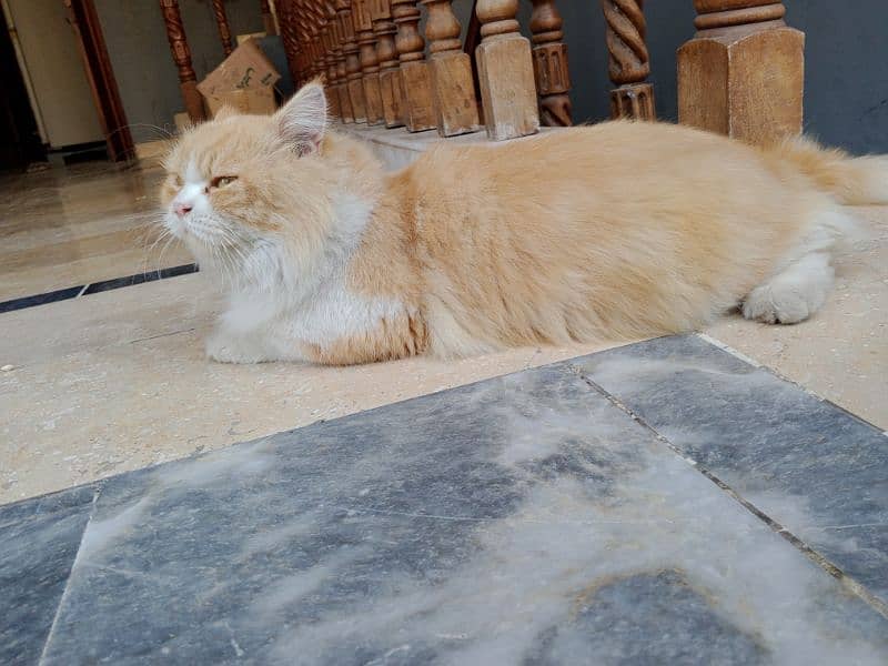 only 22999 triple coated Persian cat ,vaccinated cat 6