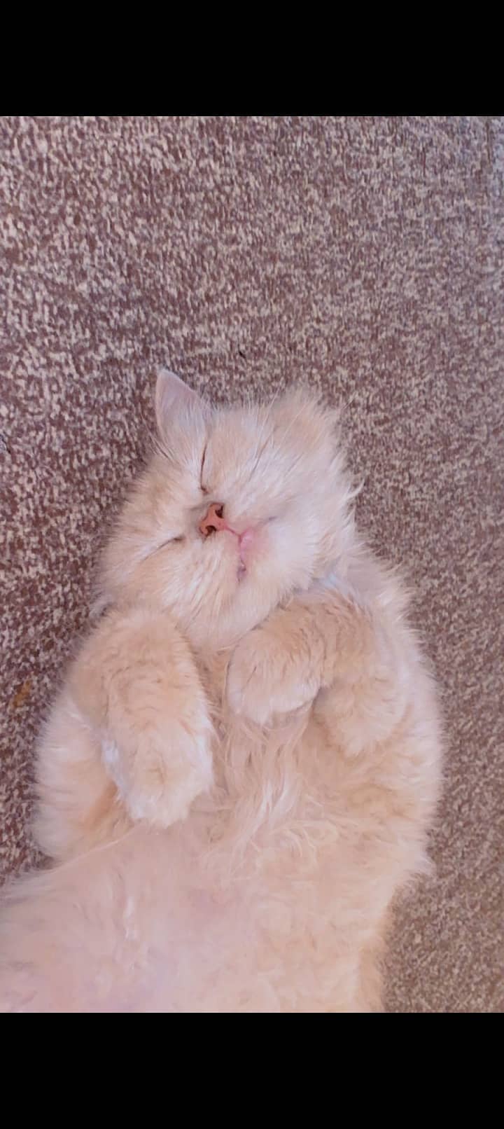 Persian cat for sale 1