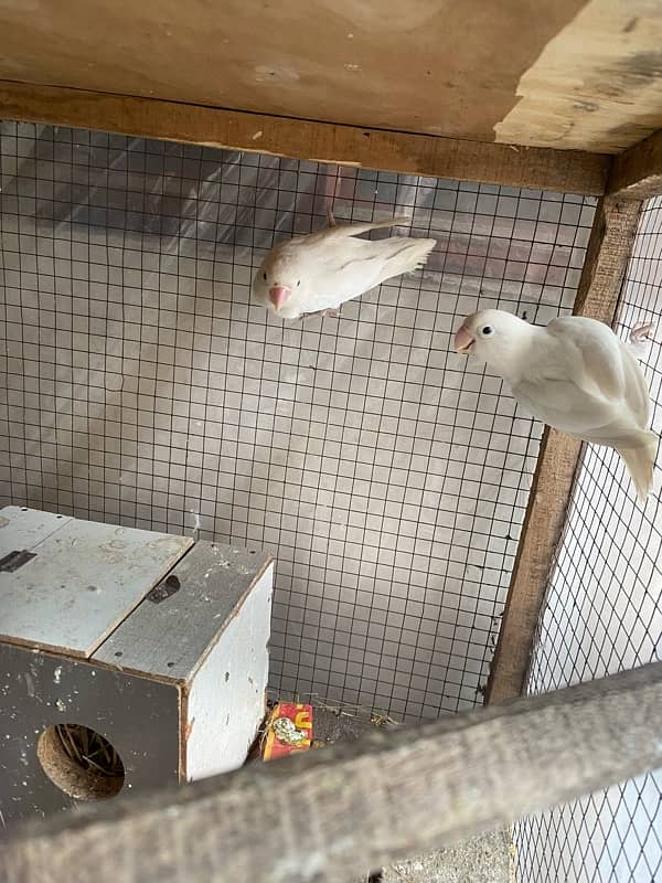 Albino Breeder Pair 0