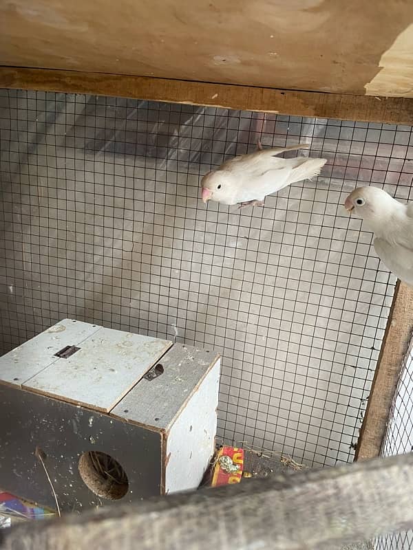 Albino Breeder Pair 1