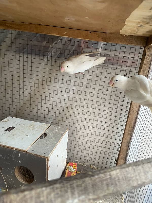 Albino Breeder Pair 2