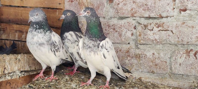 kabuter for sale and exchange Desi hens 0