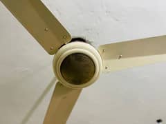 Golden Colour Fan