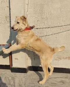 Afghan kuchi 4Month Age