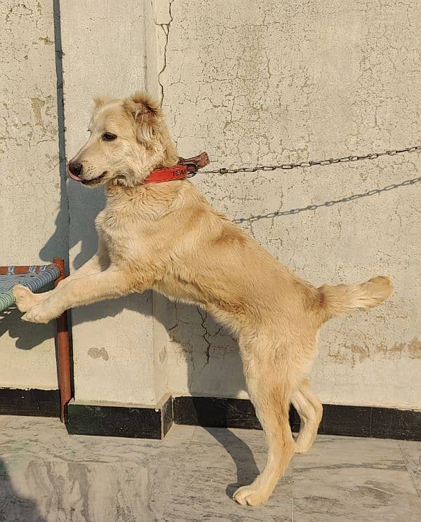 Afghan kuchi 4Month Age 0