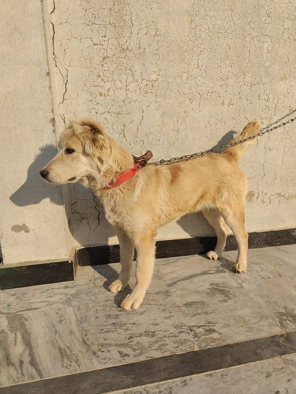 Afghan kuchi 4Month Age 2