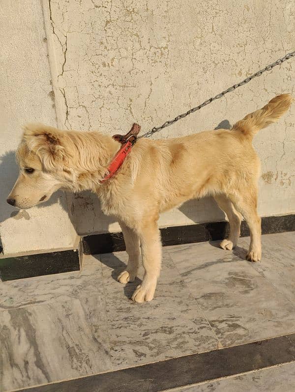 Afghan kuchi 4Month Age 3